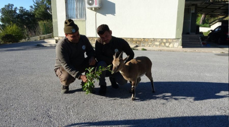 Yavru yaban keçisi, milli parkların maskotu oldu