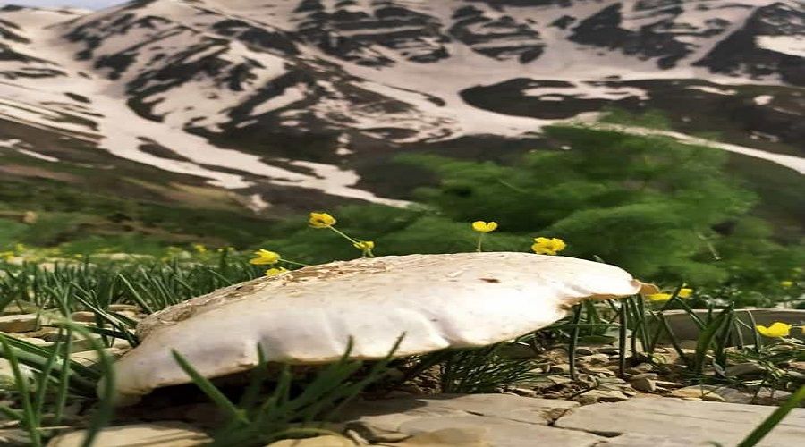 Yeliz'in fiyat� el yak�yor