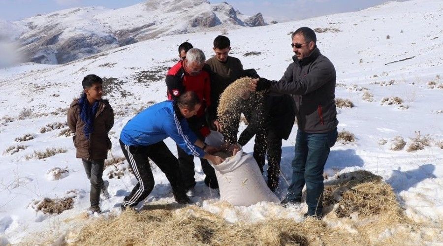 Ylk atlar ve yaban hayvanlar iin doaya yem brakld