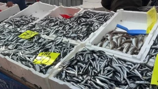 Zonguldak'ta hamsinin fiyat 70 liraya indi