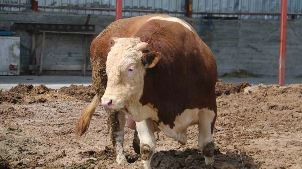 1 ton 250 kilogramlık tosunun fiyatı şaşırttı