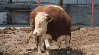 1 ton 250 kilogramlk tosunun fiyat artt