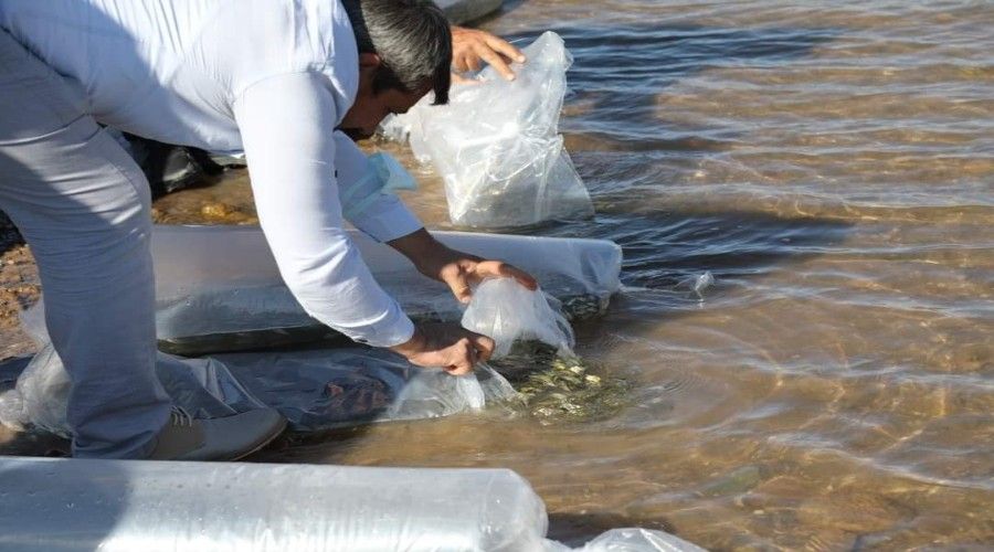 100 bin adet pullu sazan yavrusu göle bırakıldı