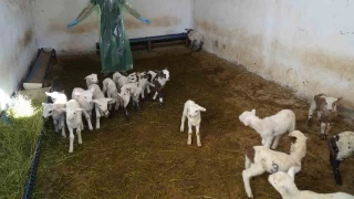 13 koyun 24 st kuzusu dourdu