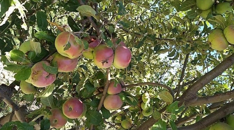 150 y�ll�k elma a�a�lar� koruma alt�na al�n�yor