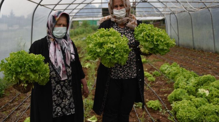  65 ya� �st� b�y�kler, kendi yeti�tirdikleri marullar� sa�l�k �al��anlar�na da��tt� 