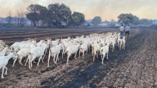 80 küçükbaş hayvanını yanmaktan son anda kurtardı