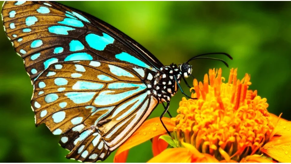 A� olan midemiz de�il g�nl�m�zd�r  -2