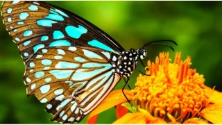 Aç olan midemiz değil gönlümüzdür -2