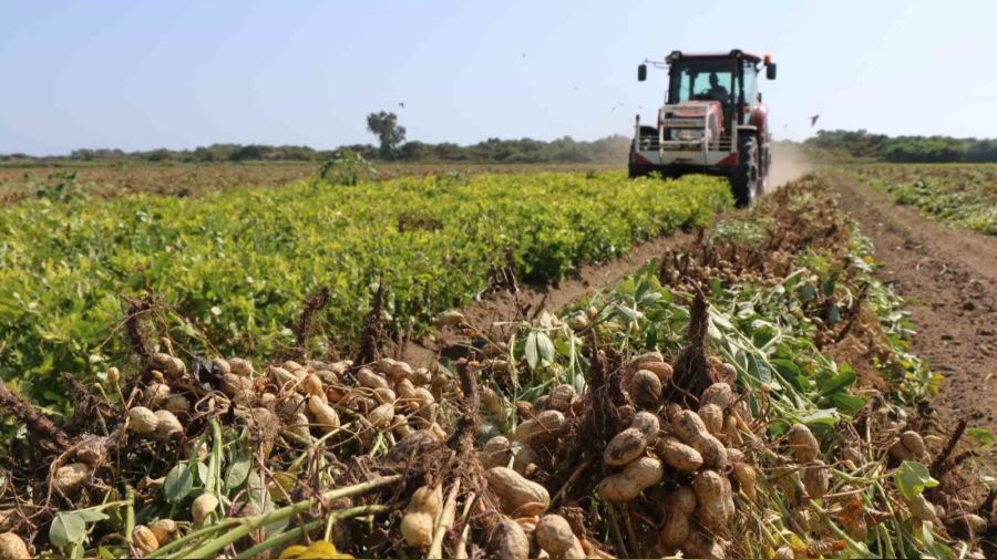 Adana'da 105 bin ton yer fıstığı rekoltesi bekleniyor