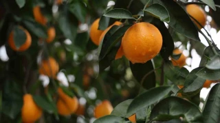 Adana'ya 4 gndr aralksz yaan yamur, iftiyi sevindirdi