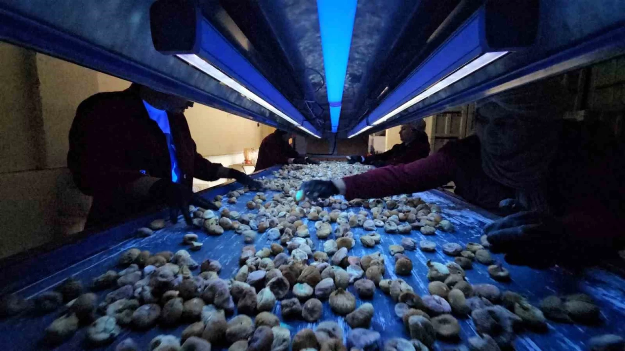 Aflatoksinli incire ge�it yok