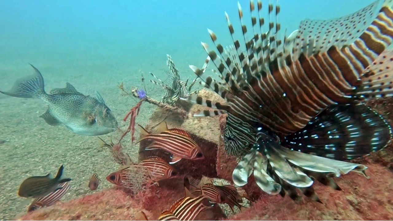 Akdeniz'de balklarn rekabeti
