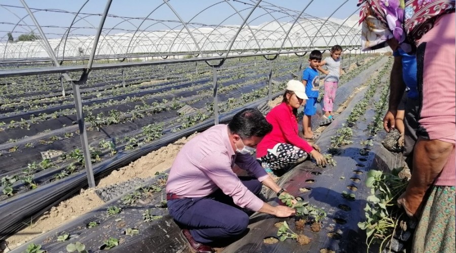 Aksu'da çilek fideleri toprakla buluştu