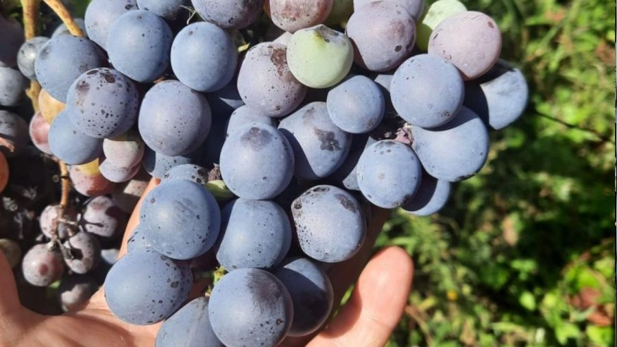 Alaplı'da 'Karaçatlak' üzümünün üretimi yaygınlaşacak