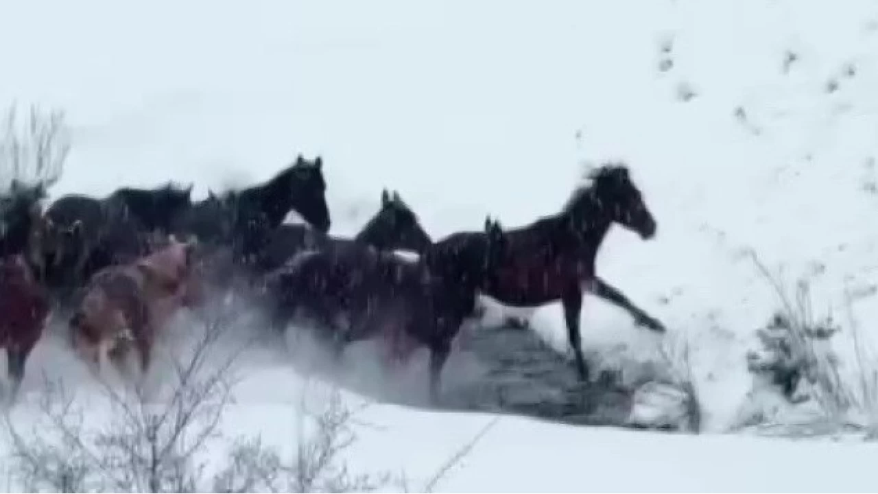 Amasya'nın yılkı atları kar üstünde görüntülendi