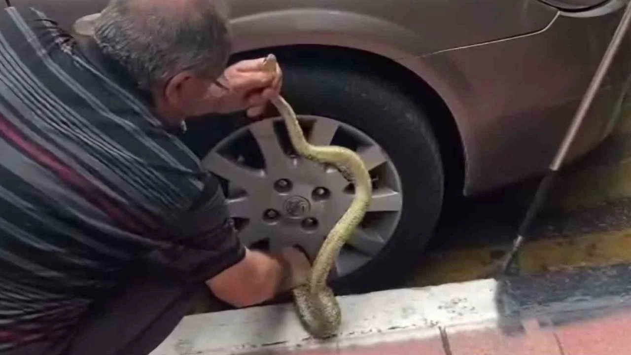 Arabadaki yılanı korkusuzca çıkardı
