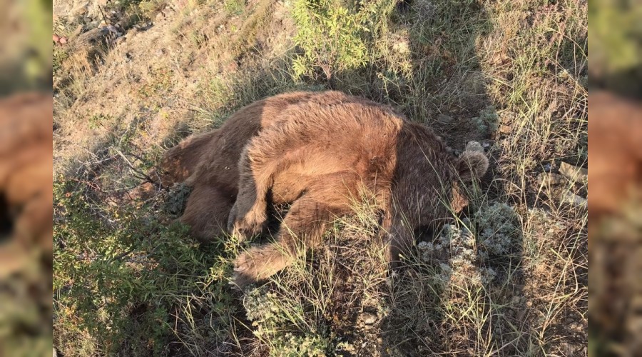 Arac�n �arpt��� boz ay� �ld�