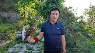 Asrlk atmaca gelenei Artvin'de yaatlyor