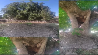 Asırlık ceviz ağacı yıllara meydan okuyor