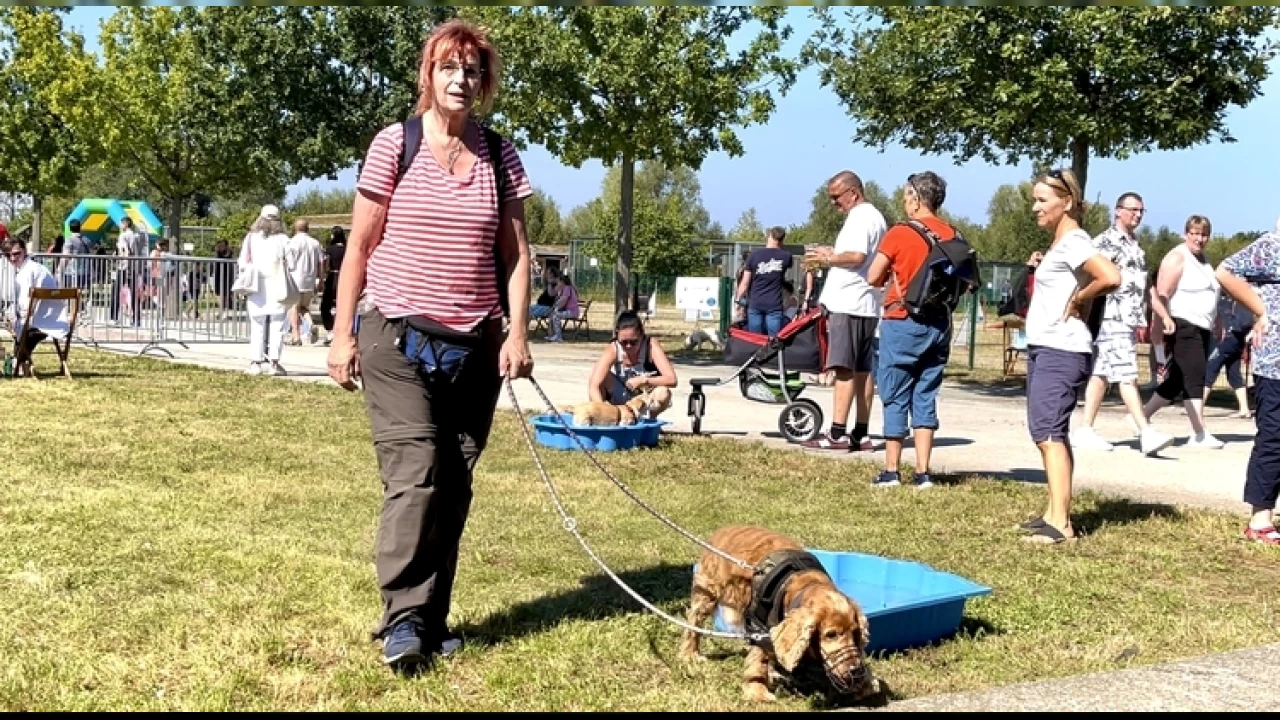 Avrupa'da sokaklarda tek bir köpek görülmüyor