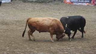 Ayder'de boa greleri renkli grntlere sahne oldu