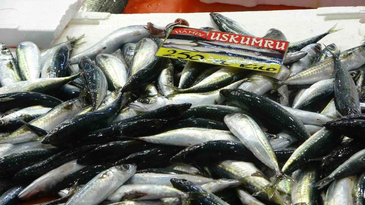 Balklardan mjde: Ekimde bolluk bekleniyor