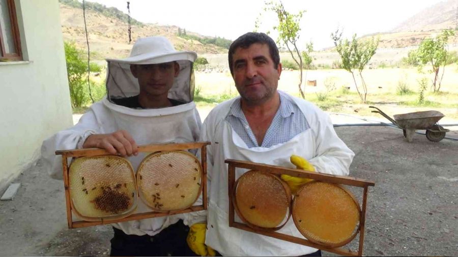 Batman'da kara kovan bal �reticileri hasada ba�lad�