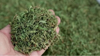 Bayburtun ifa kayna: Dargn Otu