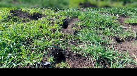 Biga’da üreticilere tarla faresi uyarısı