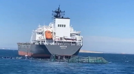 Bir milyon balık denize kaçtı