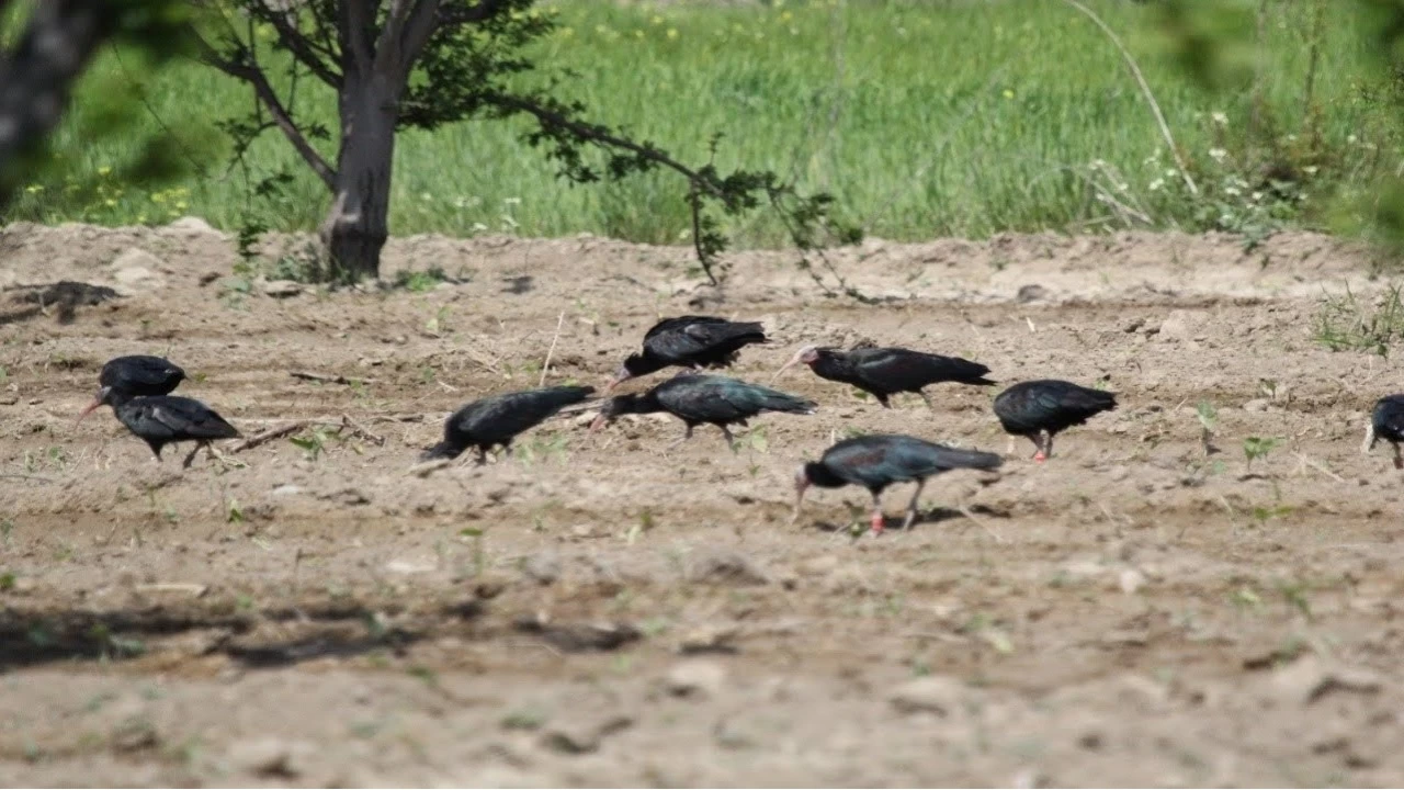 Birecik Do�a Koruma Alan�: Kelaynak ku�lar�n�n korunma merkezi