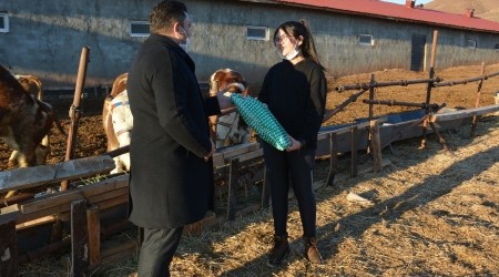 Biriktirdiği harçlıklarla 3 buzağı alıp çiftçiliğe atıldı