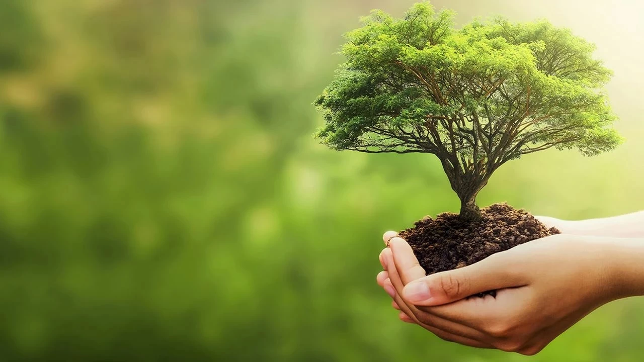 Bitkilerin haf�zas� var m�?