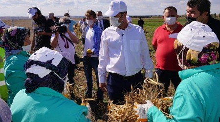 Bitkisel Üretim Merkezi'nde ikinci hasat zamanı