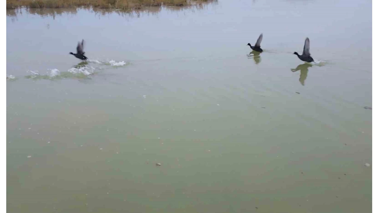 Bitlis'ten göç etmeyen kuşlar sıcak sulara sığındı