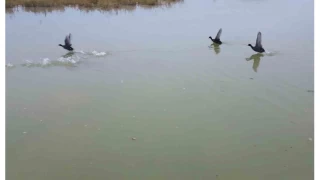 Bitlis'ten g etmeyen kular scak sulara snd