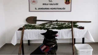 Bolu'da kenevir bahçesi oluşturan şüpheli tutuklandı