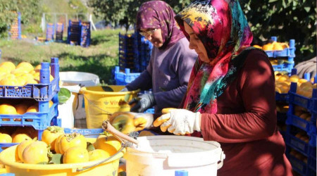 Bu ilimiz 'Cennet Hurması'nın yüzde 30'unu karşılıyor