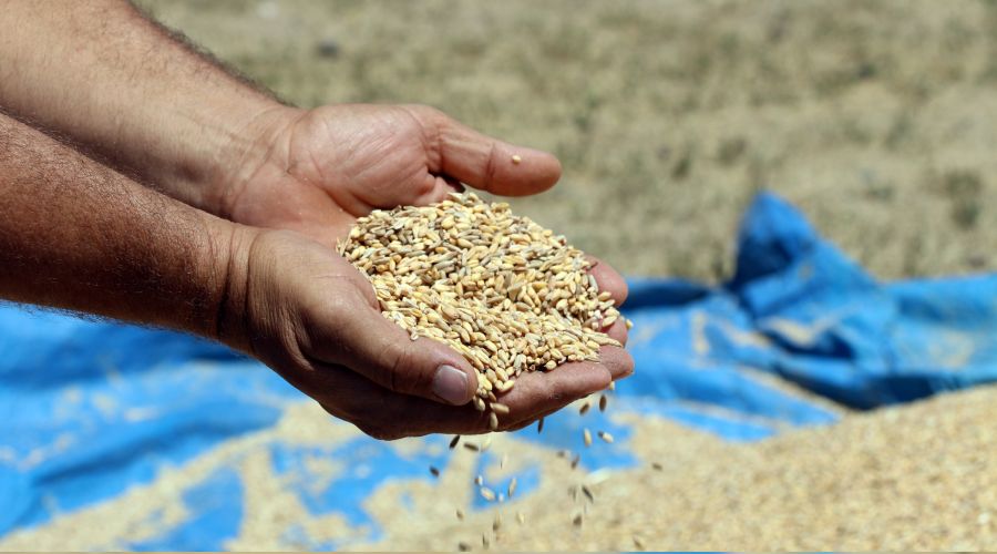 Buğday Rusya'dan, tütün Brezilya'dan geliyor