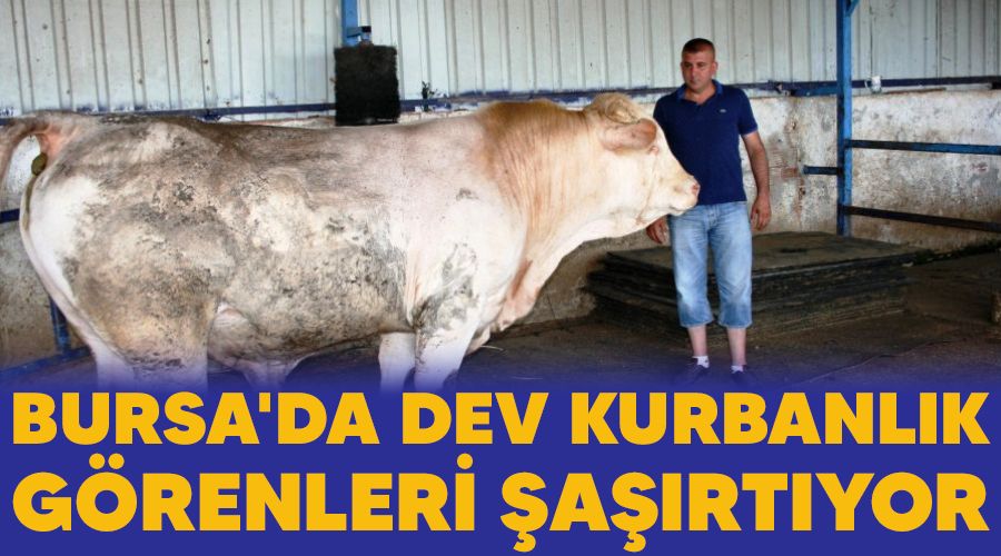 Bursa'da dev kurbanlık görenleri şaşırtıyor
