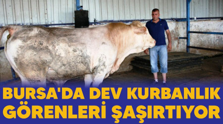 Bursa'da dev kurbanlık görenleri şaşırtıyor