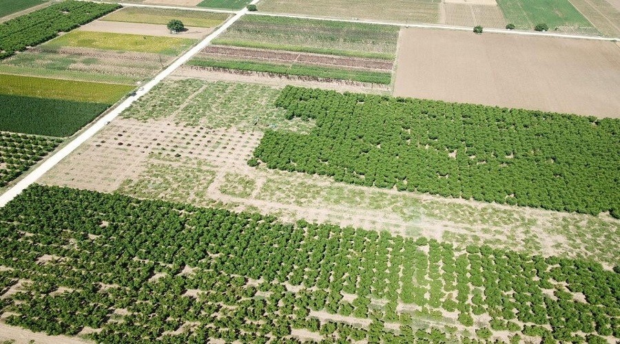 Bursa'da kesilen meyve a�ac� say�s� 60 bine ula�t�