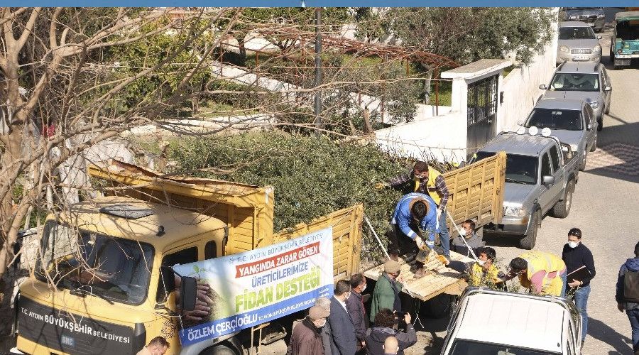 Büyükşehir'den binlerce zeytin ve incir ağacı desteği