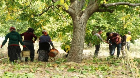 Cevizden 150 milyon TL gelir bekliyorlar