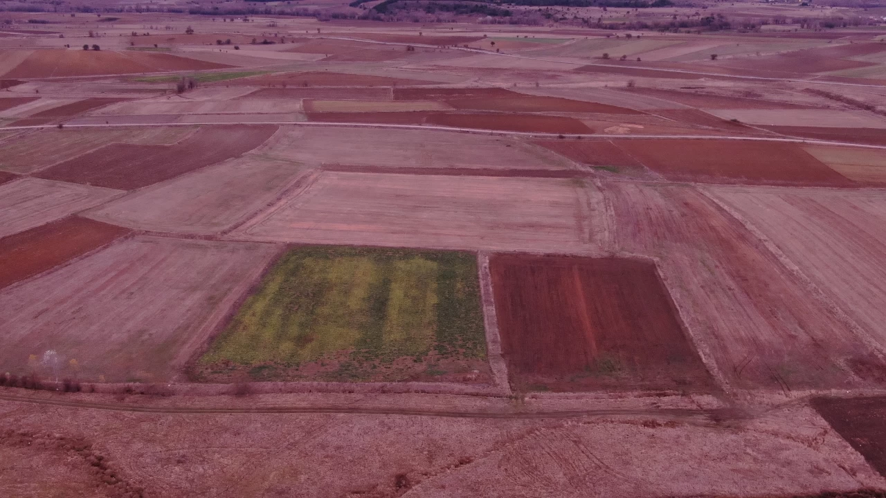 Çiftçiler sahipsiz… Tonlarca şeker pancarı tarlada kaldı