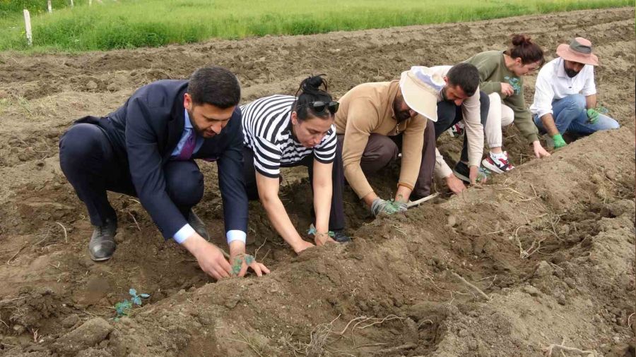 Cilo Dağı eteklerinde kapya biber ve domates ekimi yapıldı
