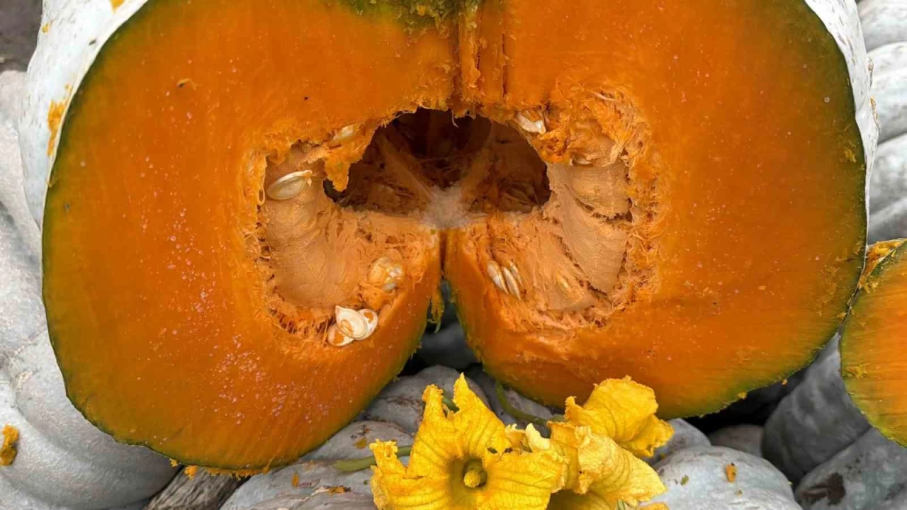 Co�rafi i�aretli kestane kaba�� hasad� ba�lad�