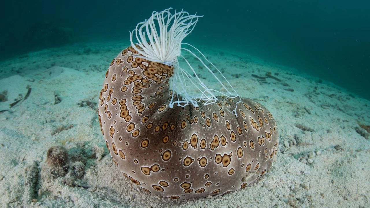 Deniz patl�canlar�: Okyanusun gizemli temizlik i��ileri