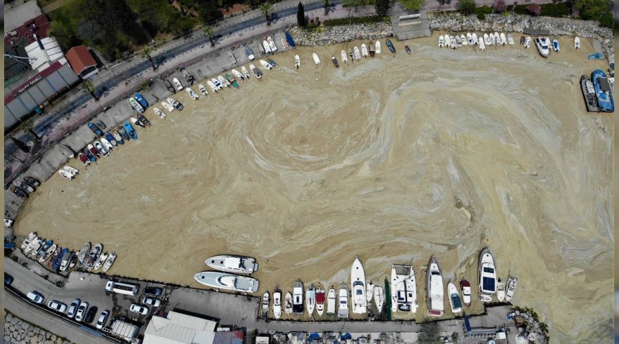 Deniz salyas� K�rfez'i tamamen kaplad�